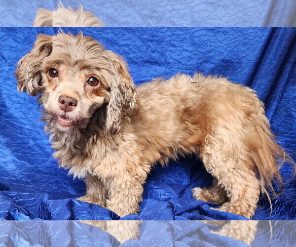 Medium Photo #1 Havanese Puppy For Sale in Cuba, NY, USA