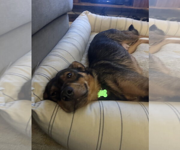 Medium Photo #2 Australian Shepherd-German Shepherd Dog Mix Puppy For Sale in Davis, CA, USA