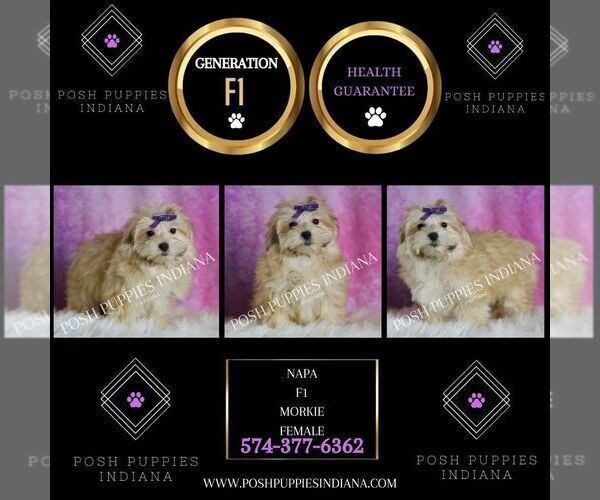 Medium Photo #6 Morkie Puppy For Sale in WARSAW, IN, USA