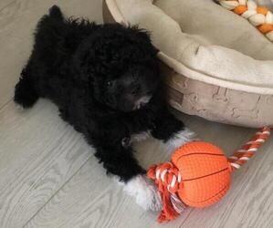 Poodle (Toy)-Shiranian Mix Puppy for sale in OLATHE, KS, USA