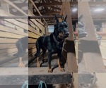 Small #2 Beauceron