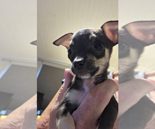 Medium Photo #1 Chihuahua-Unknown Mix Puppy For Sale in Kannapolis, NC, USA