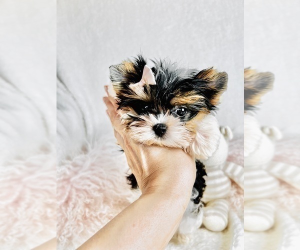 Medium Photo #5 Yorkshire Terrier Puppy For Sale in AVONDALE ESTATES, GA, USA