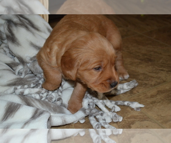 Medium Photo #22 Golden Retriever Puppy For Sale in GREENWOOD, WI, USA