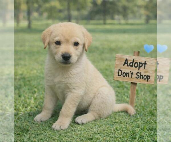 Medium Photo #1 Labrador Retriever-Unknown Mix Puppy For Sale in San Diego, CA, USA