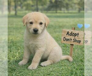 Labrador Retriever-Unknown Mix Dogs for adoption in San Diego, CA, USA