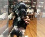 Small #2 Morkie