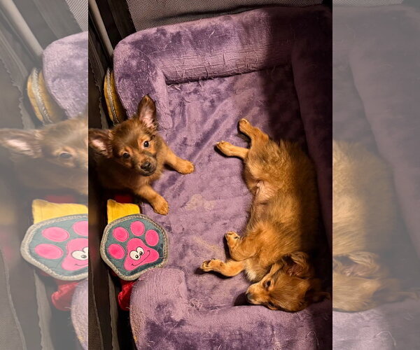 Medium Photo #3 Pomsky Puppy For Sale in MIDWAY, UT, USA