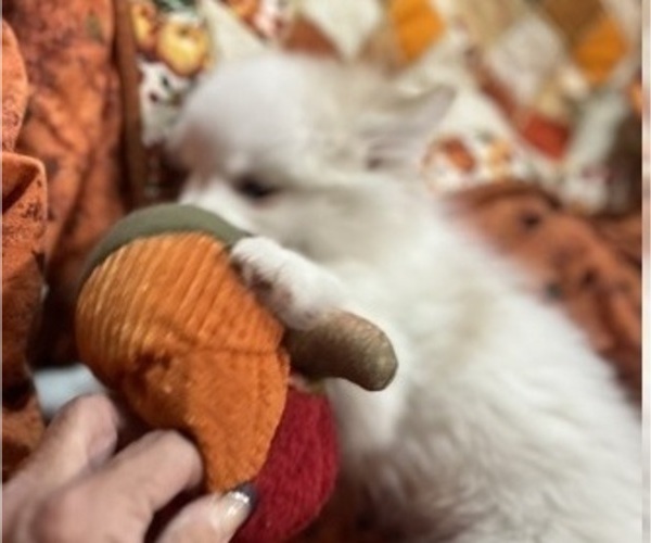 Medium Photo #23 Pomsky Puppy For Sale in GOLDEN VALLEY, AZ, USA