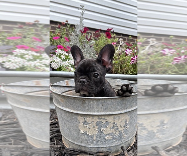 Medium Photo #1 French Bulldog Puppy For Sale in HARRISBURG, NC, USA