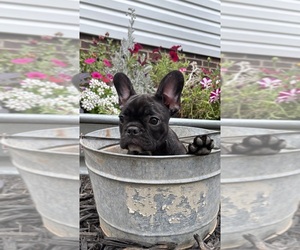 French Bulldog Puppy for Sale in HARRISBURG, North Carolina USA