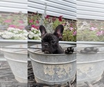Small French Bulldog