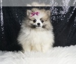 Small #2 Pomeranian