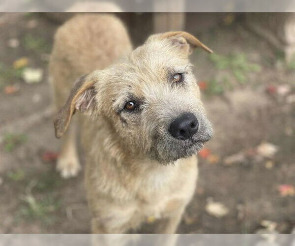 Medium Photo #1 Airedale Terrier-Unknown Mix Puppy For Sale in Tulsa, OK, USA