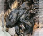 Small #7 Shih Tzu