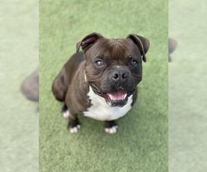 Staffordshire Bull Terrier-Unknown Mix Dogs for adoption in Redlands, CA, USA