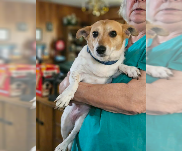 Medium Photo #2 Chihuahua-Unknown Mix Puppy For Sale in Cranston, RI, USA