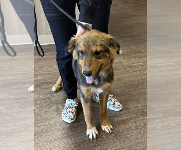 Medium Photo #2 Bernese Mountain Dog-Labrador Retriever Mix Puppy For Sale in Bolivar, MO, USA
