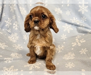 Cavalier King Charles Spaniel Puppy for sale in PROVIDENCE, RI, USA