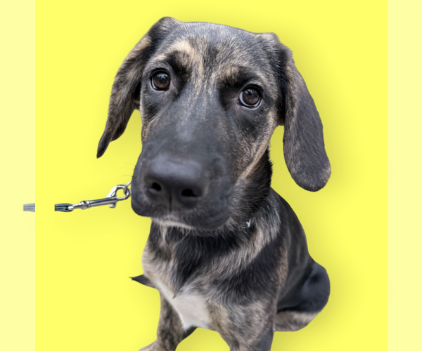 Medium Photo #2 Mutt Puppy For Sale in Rockville, MD, USA