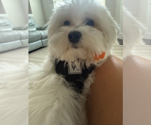 Maltese Puppy for sale in BRIGHTON, CO, USA