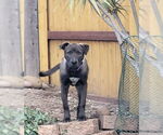Small #5 Labrador Retriever Mix