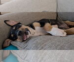 Small #4 Mutt