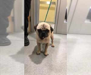 Pug Dogs for adoption in Orange, CA, USA