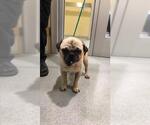 Small Pug