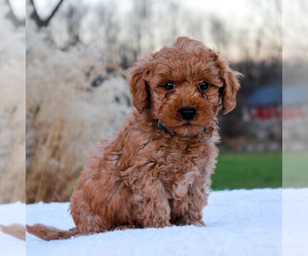 Medium Photo #1 Goldendoodle-Poodle (Miniature) Mix Puppy For Sale in NARVON, PA, USA