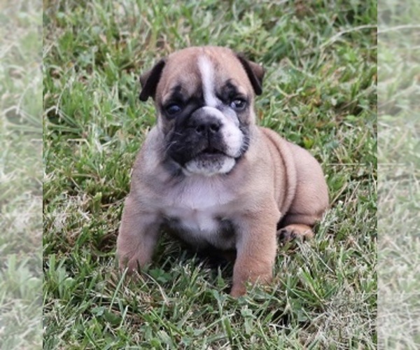 Medium Photo #9 Bulldog Puppy For Sale in MARSHFIELD, MO, USA