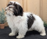 Small #6 Havanese