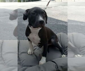 Medium Boxer Mix
