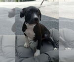 Small Boxer Mix