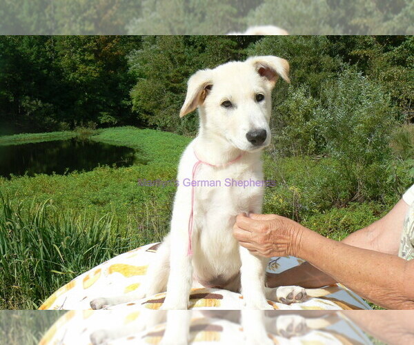 Medium Photo #3 German Shepherd Dog Puppy For Sale in PIEDMONT, MO, USA