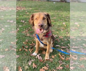 Golden Retriever-Unknown Mix Dogs for adoption in Boston, MA, USA