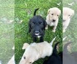 Small Photo #33 Labradoodle Puppy For Sale in KIRKSVILLE, MO, USA
