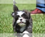 Small #4 Shih Tzu