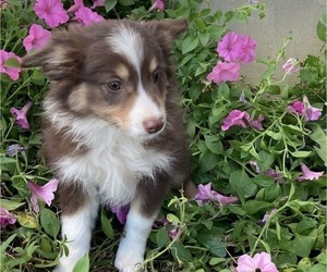Australian Shepherd Puppy for sale in NEW WASHINGTN, IN, USA