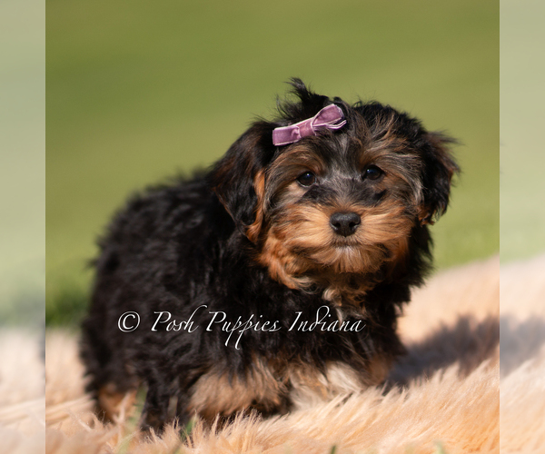 Medium Photo #3 Yorkipoo Puppy For Sale in WARSAW, IN, USA