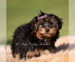 Small #2 Yorkipoo