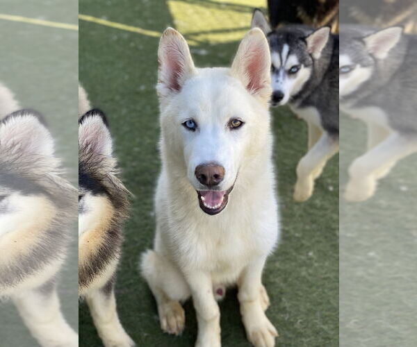 Medium Photo #3 Huskies -Siberian Husky Mix Puppy For Sale in Newport Beach, CA, USA