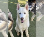Small #2 Huskies -Siberian Husky Mix