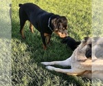 Small #20 Rottweiler