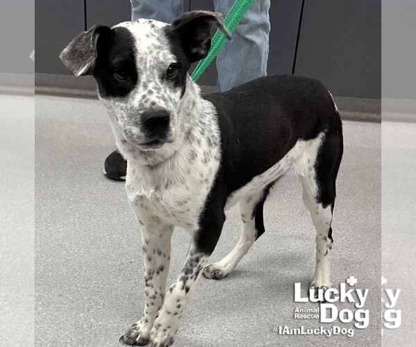 Medium Photo #2 Labrador Retriever-Unknown Mix Puppy For Sale in Washington, DC, USA