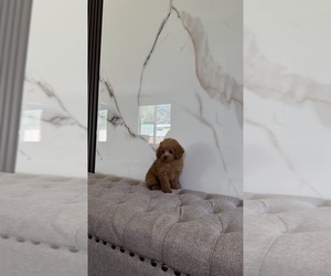 Poodle (Toy) Puppy for sale in PORTLAND, OR, USA