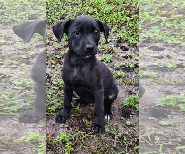Medium Photo #1 Labrador Retriever-Unknown Mix Puppy For Sale in Sanford, FL, USA