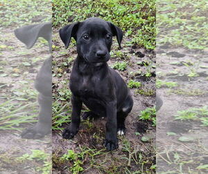 Labrador Retriever-Unknown Mix Dogs for adoption in Sanford, FL, USA