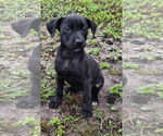Small Labrador Retriever Mix