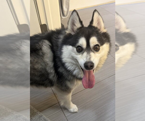 Medium Photo #1 Pomsky Puppy For Sale in Mundelein, IL, USA